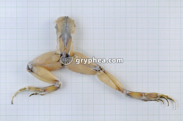 Flexion-extension membre postérieur - gryphea.com